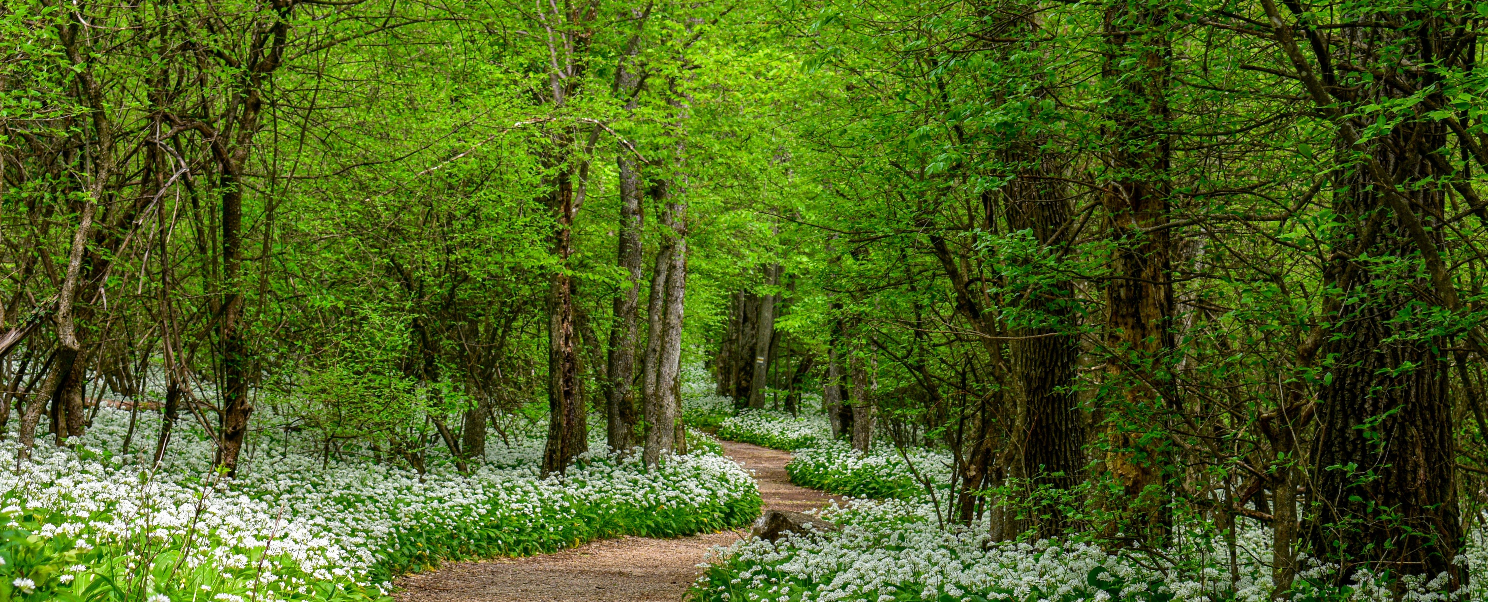 Image of a path in a forest